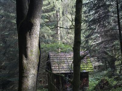 Gernsbach Wald