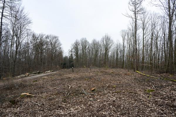 Casimir Kast pflanzt Baeume Foto Andreas Oetker Kast 00