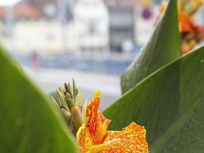 Gernsbach Blumen